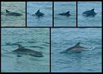 (10) montage (dolphins).jpg    (1000x720)    286 KB                              click to see enlarged picture